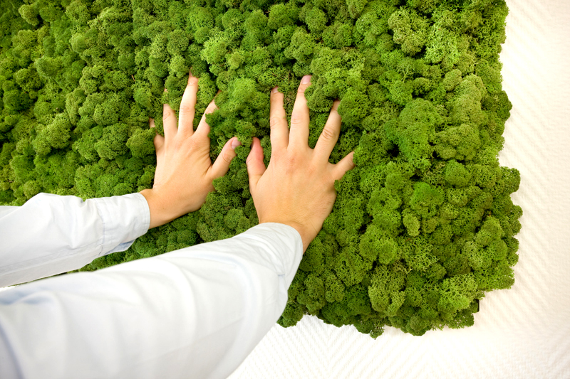 Evergreen Natural Moss Walls By Freund Gmbh Archello