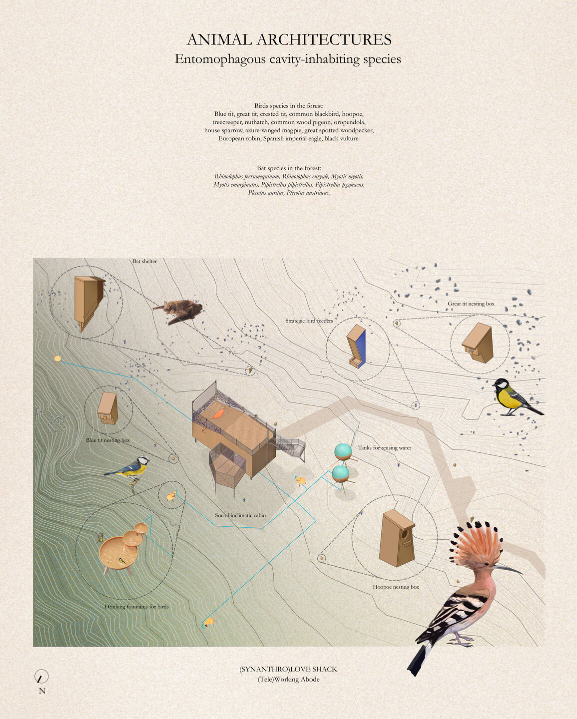 Animal Architectures. Entomophagous cavity-inhabiting species