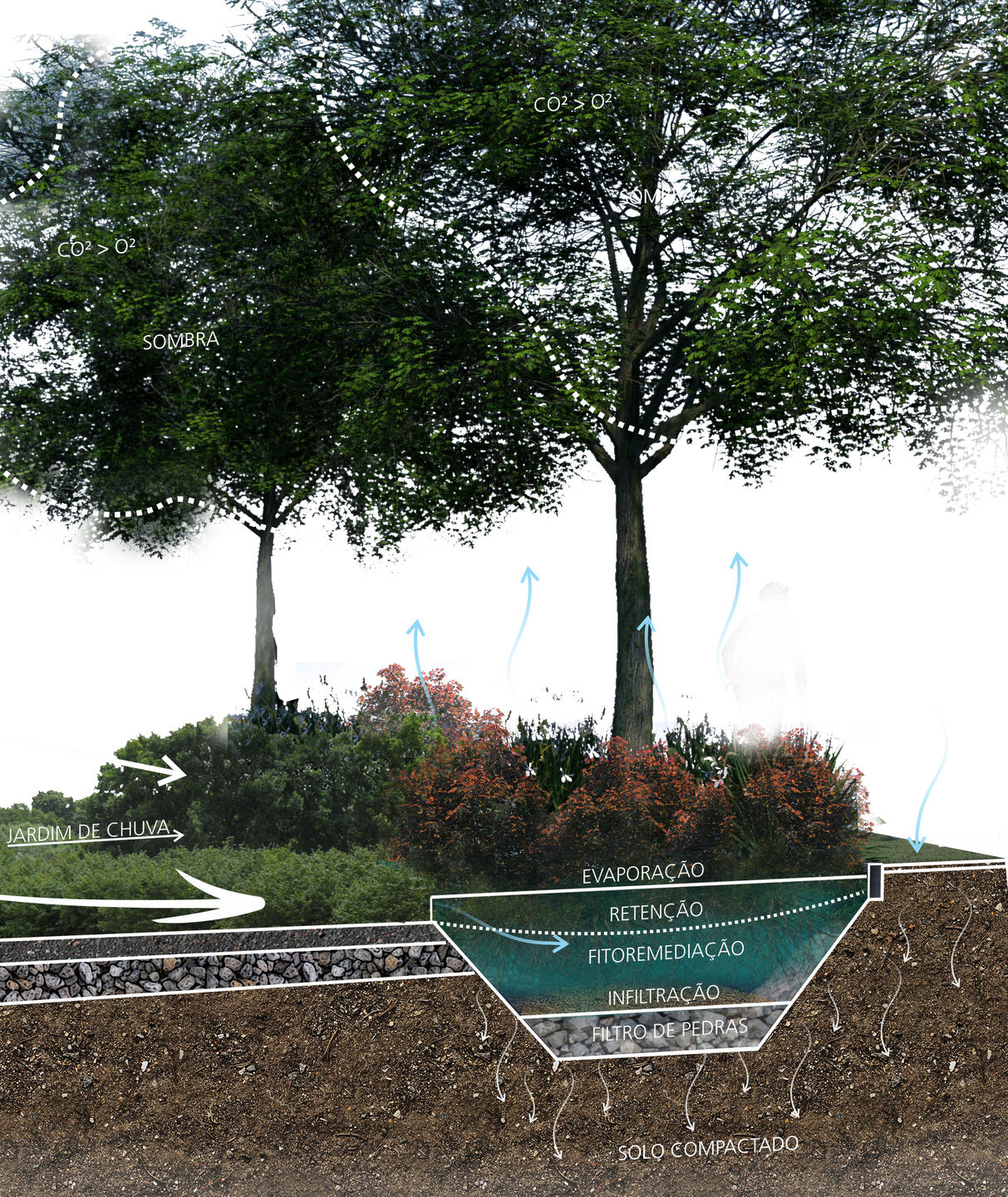 Rain gardens, diagram