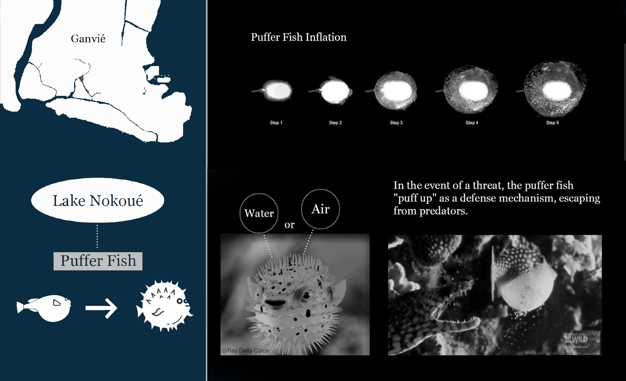 The main concept of this system is derived from the biomimetic structure of puffer fish and its strategy to deal with enemies by inflation with water or air.