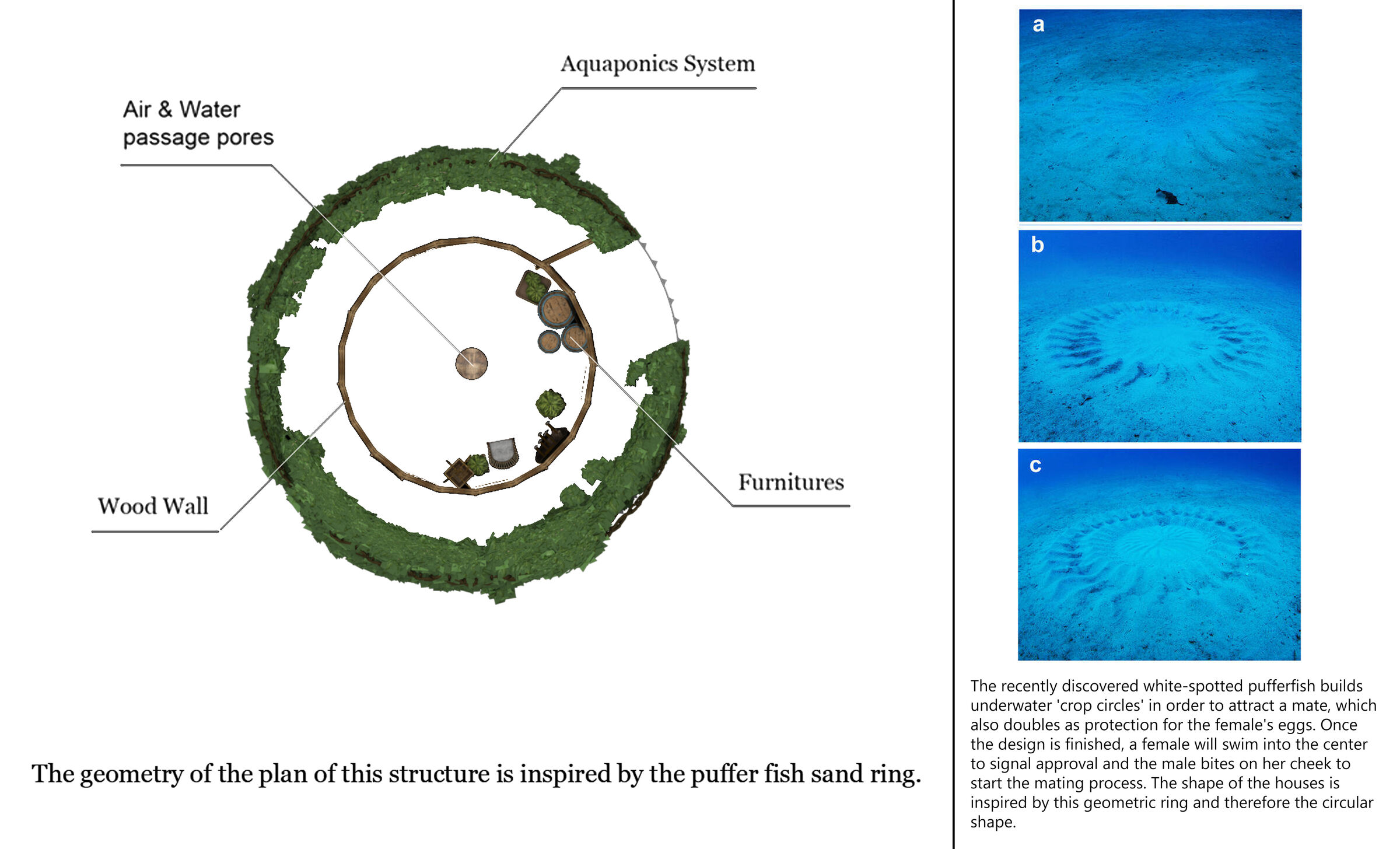 The shape and geometry of the house plan is inspired by the sand rings of pufferfish.