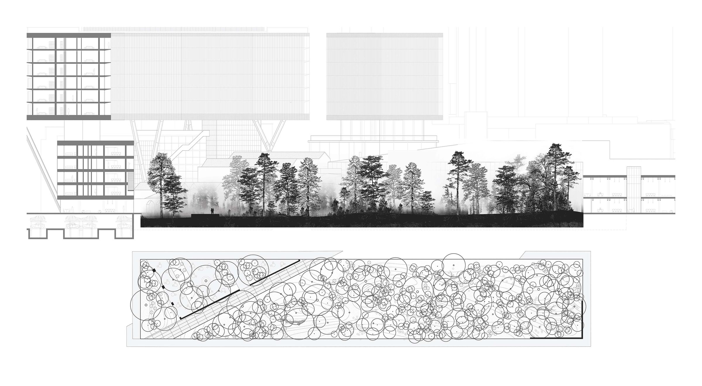 Urban forest, 25 years after planting