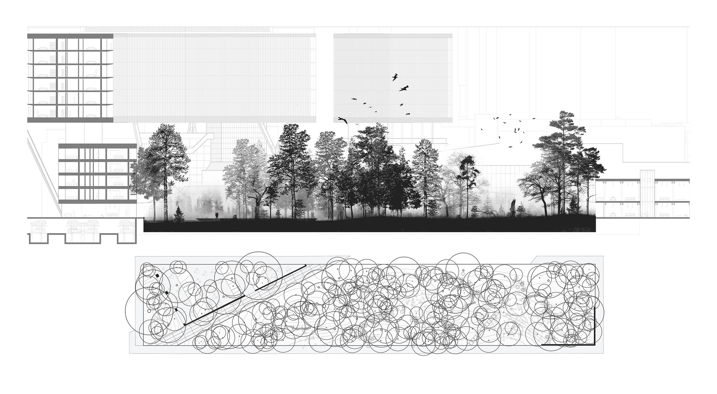 Urban forest, 100 years after planting