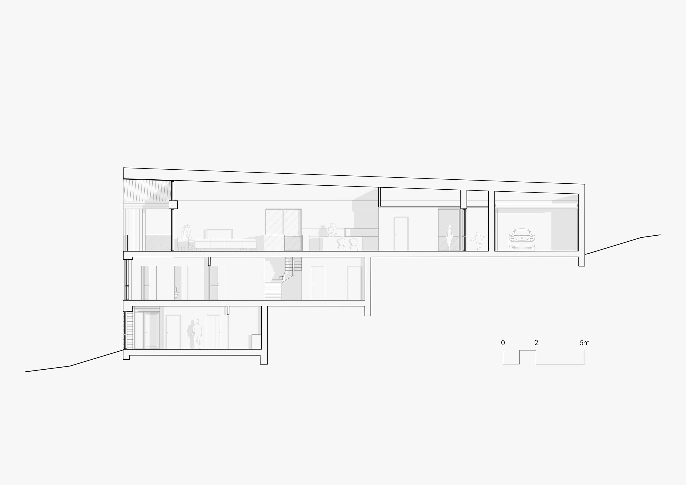 Longitudinal Section