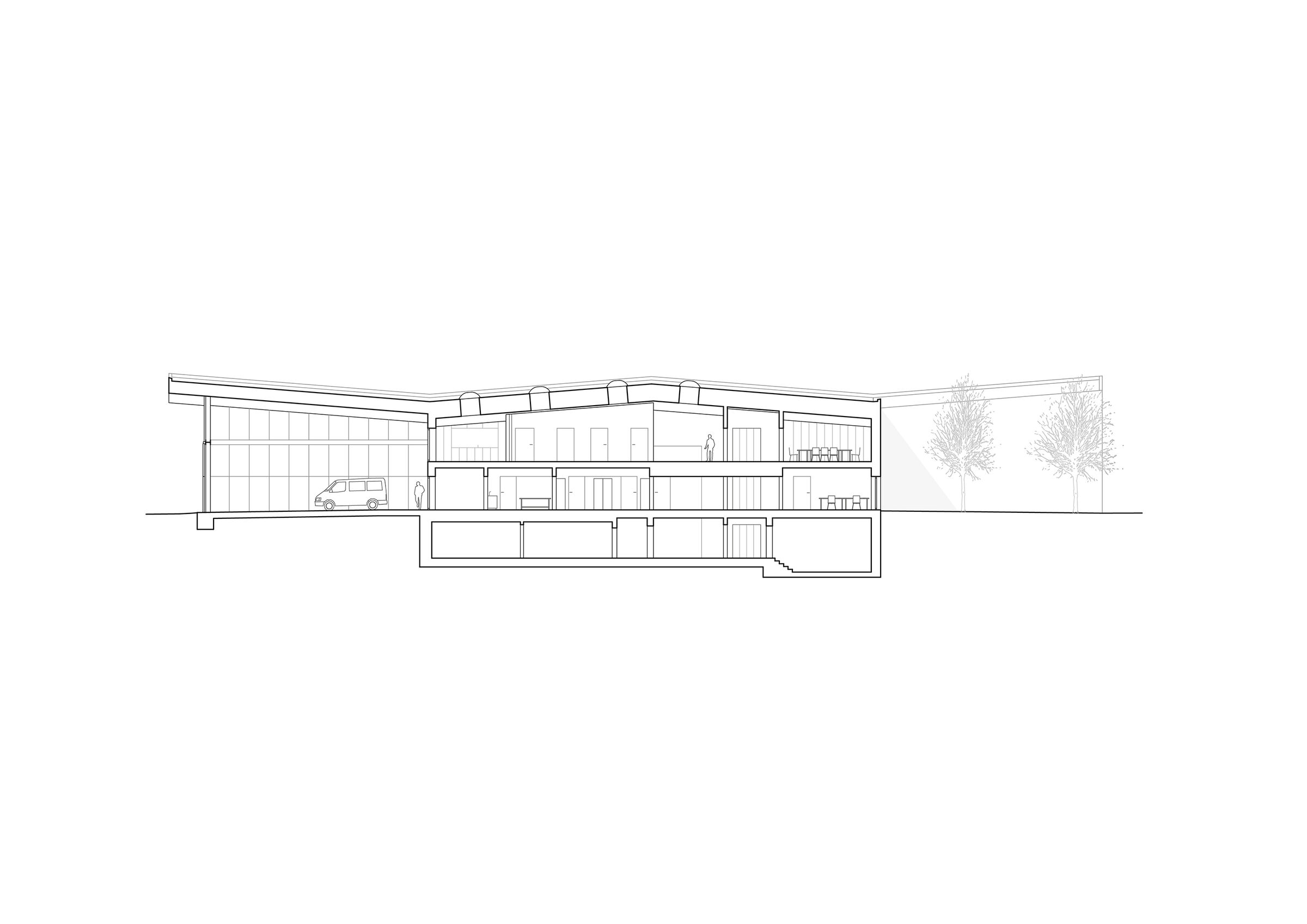 Longitudinal Section