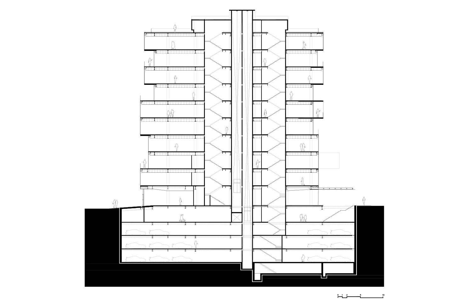 Longitudinal Section
