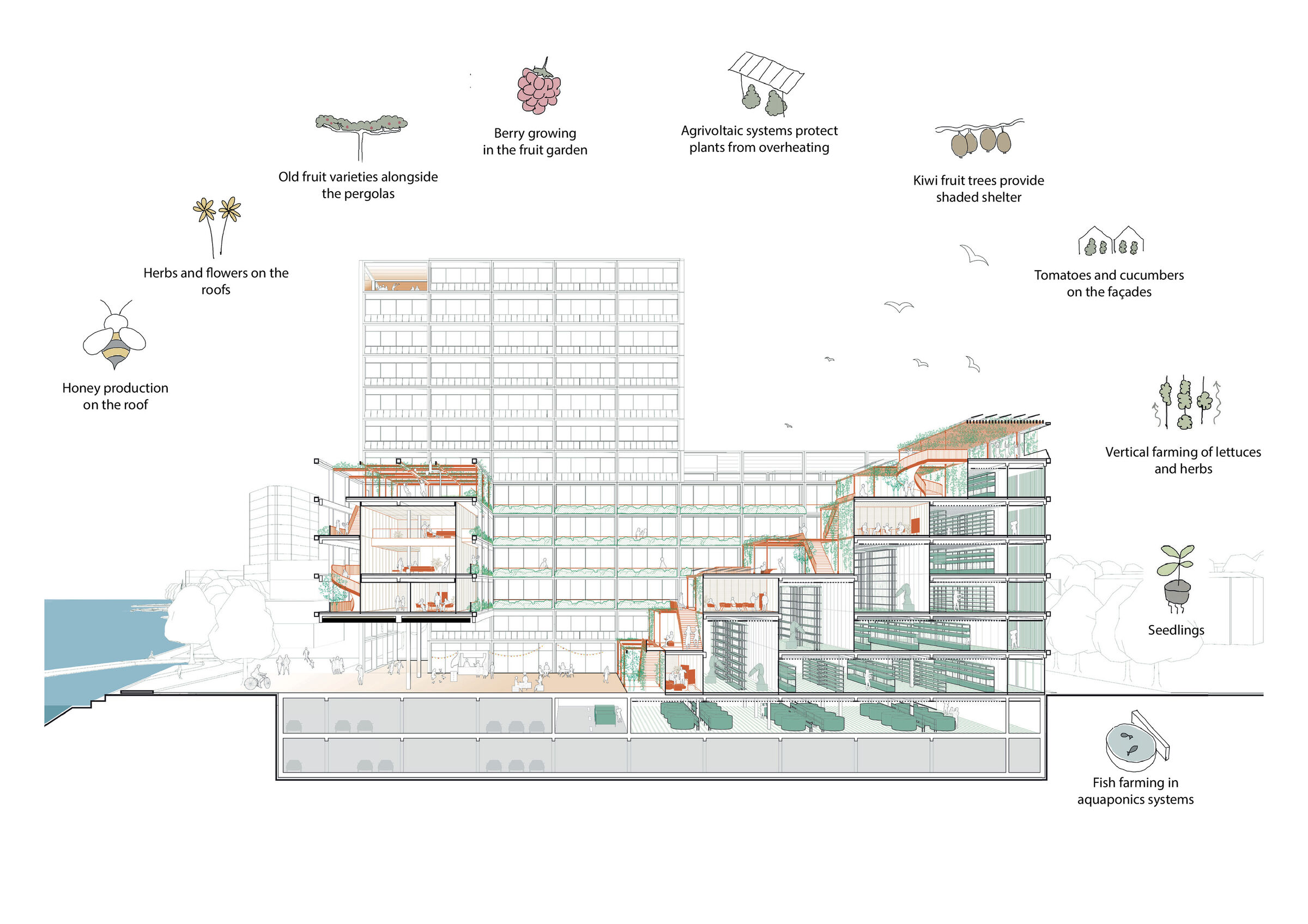 Section perspective