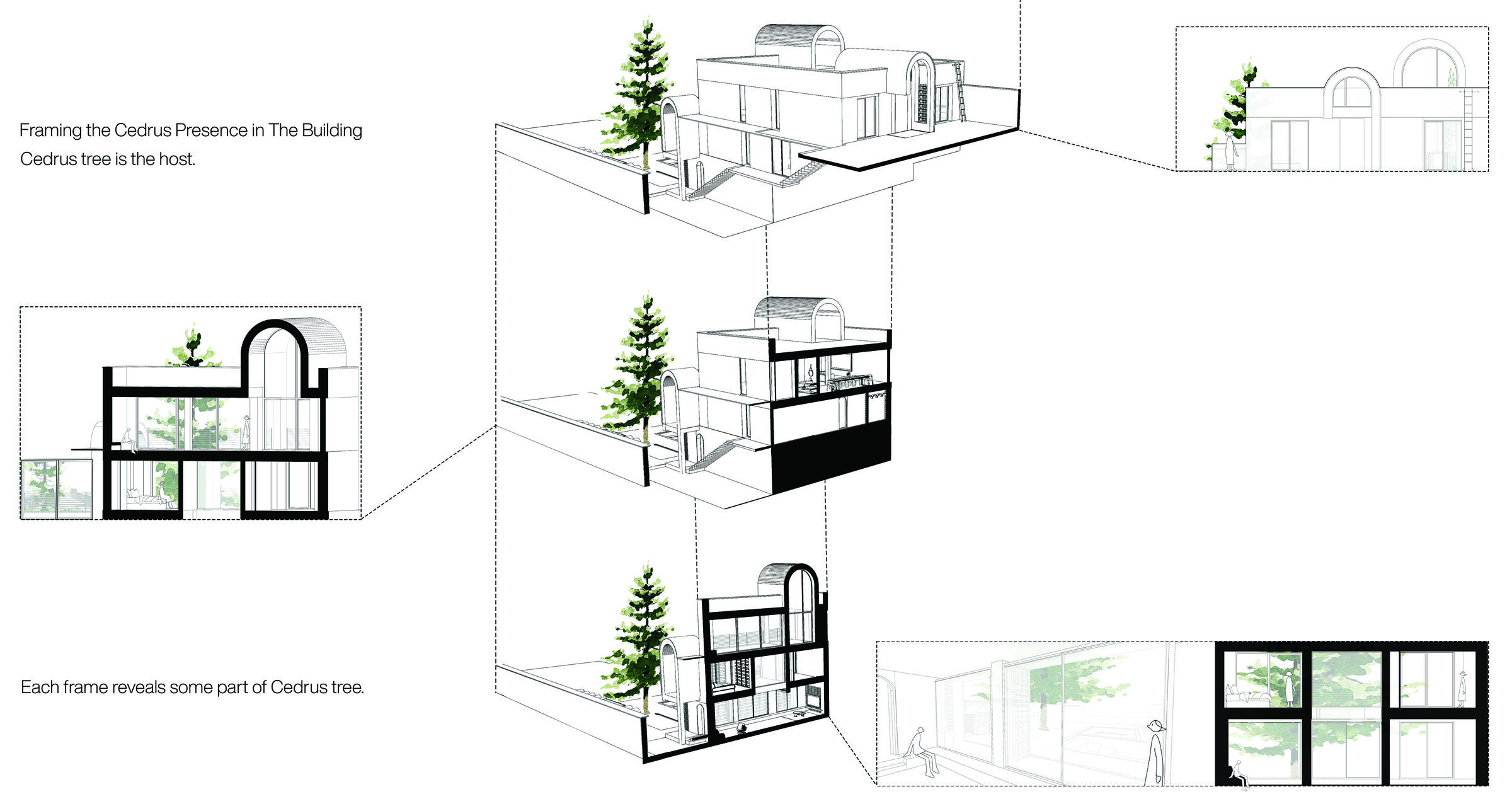 Cedrus as The Host