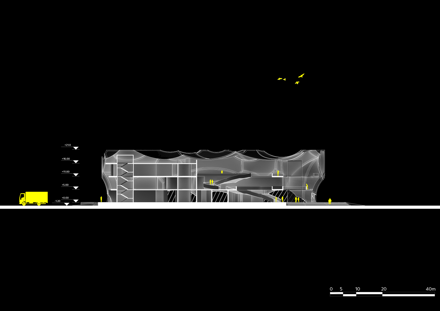 Longitudinal Section