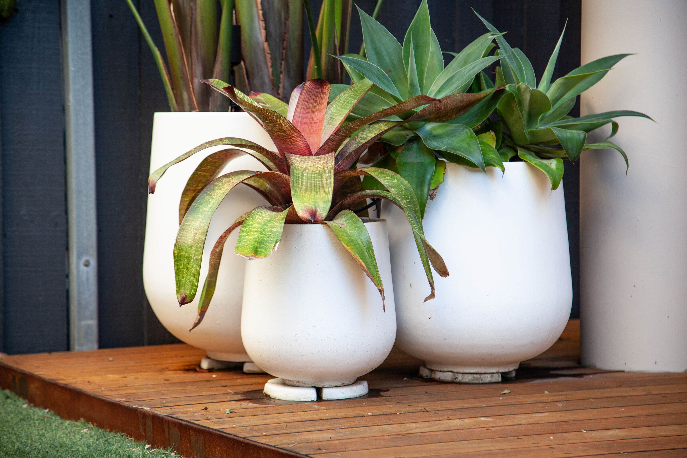 Outdoor pots Eastern Suburbs Sydney