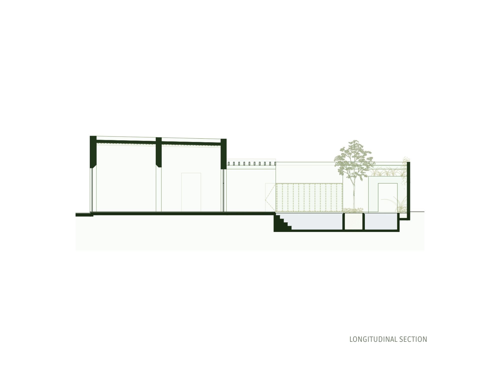 Longitudinal Section
