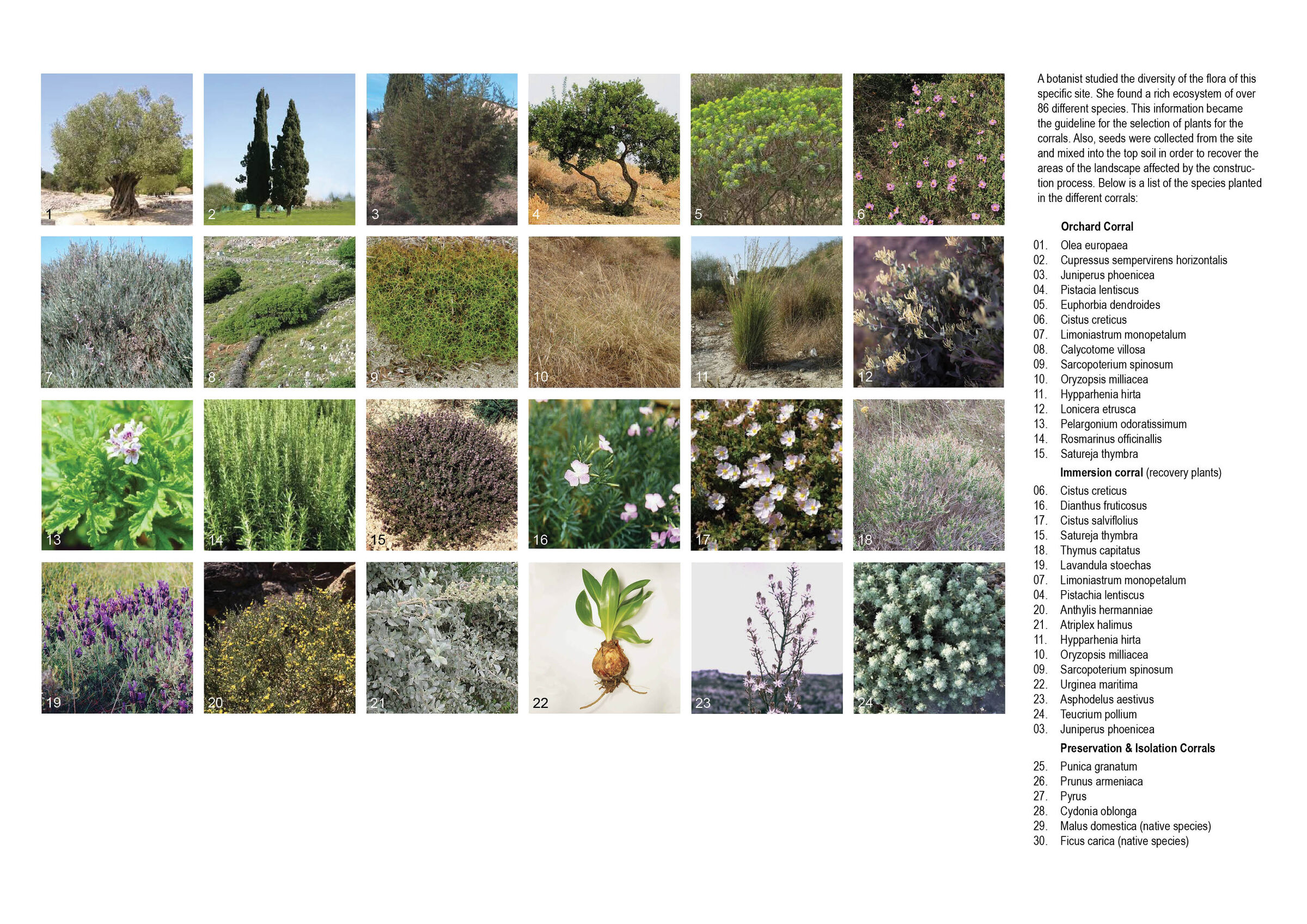 Planting Strategies